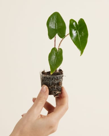 Baby Alocasia Elefantenohr Zebrina