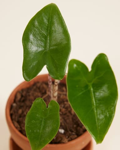Baby Alocasia Elefantenohr Zebrina