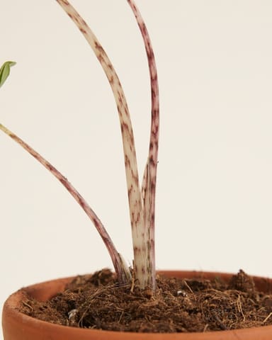 Baby Alocasia Elefantenohr Zebrina