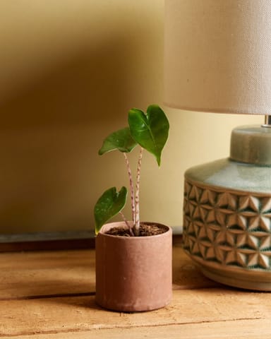 Baby Alocasia Elefantenohr Zebrina
