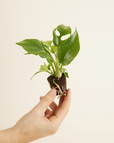 Baby Rhaphidophora Tetrasperma Mini Monstera