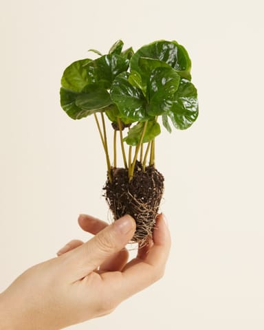 Baby Coffea Coffee plant Arabica