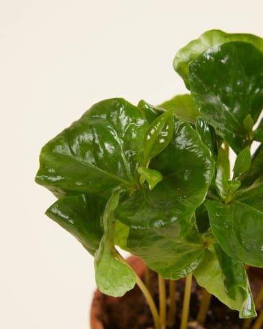 Baby Coffea Coffee plant Arabica