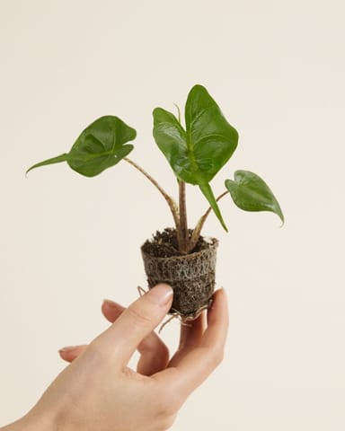 Baby Alocasia Elefantenohr Stingray