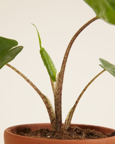 Baby Alocasia Elefantenohr Stingray