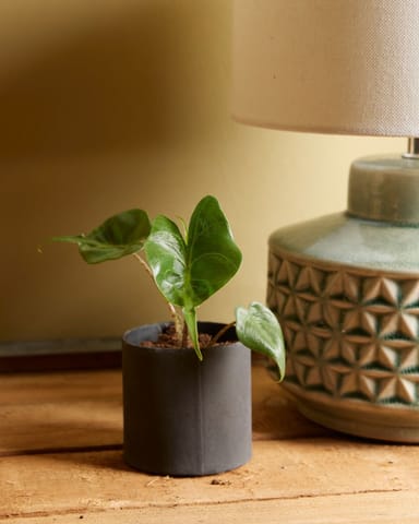 Baby Alocasia Elefantenohr Stingray