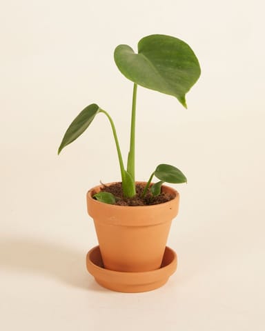Baby Monstera Deliciosa Fensterblatt Fensterblatt