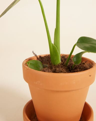 Baby Monstera Deliciosa Fensterblatt Fensterblatt