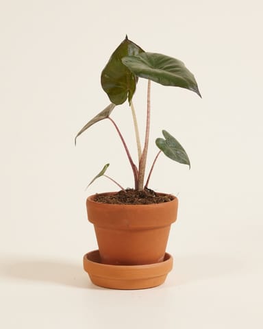 Baby Alocasia Elefantenohr Yucatan Princess