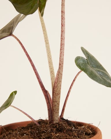 Baby Alocasia Elefantenohr Yucatan Princess