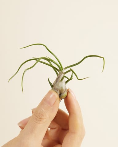 Baby Tillandsia Air plant Bulbosa