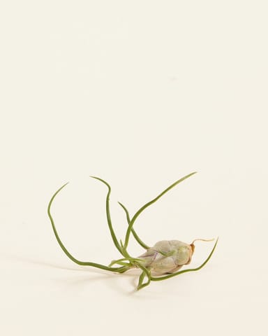 Baby Tillandsia Air plant Bulbosa