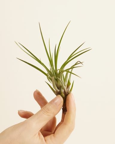Baby Tillandsia Air plant Melanocrater