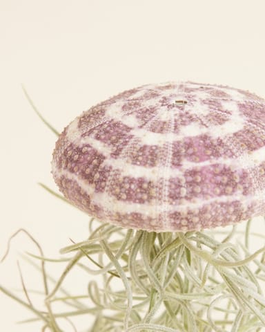 Baby Tillandsia Air plant Usneoides Large