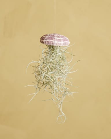 Baby Tillandsia Air plant Usneoides Large