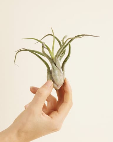 Baby Tillandsia Air plant Caput Medusae (no shell)