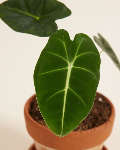 Baby Alocasia Elefantenohr Frydek