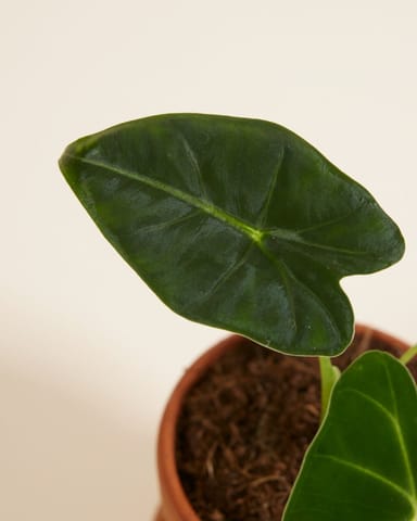 Baby Alocasia Elefantenohr Frydek
