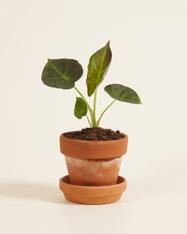 Baby Alocasia Elefantenohr Regal Shield