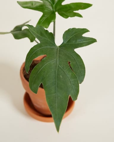 Baby Alocasia Elefantenohr Brancifolia Pink Passion