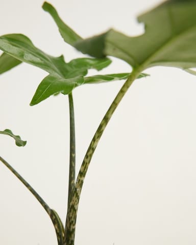 Baby Alocasia Elefantenohr Brancifolia Pink Passion