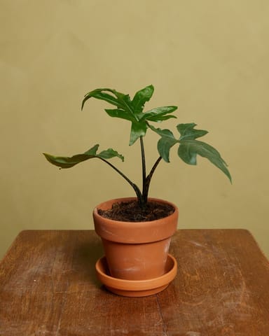 Baby Alocasia Elefantenohr Brancifolia Pink Passion