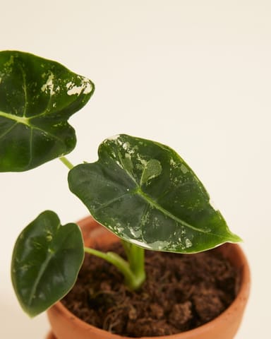 Baby Alocasia Elefantenohr Frydek Variegata (B-grade)
