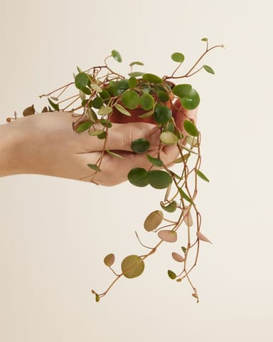 Baby Peperomia Zwergpfeffer Pepperspot