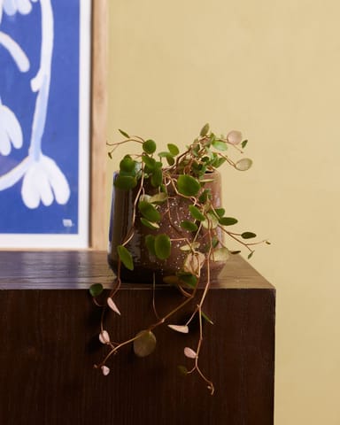 Baby Peperomia Zwergpfeffer Pepperspot