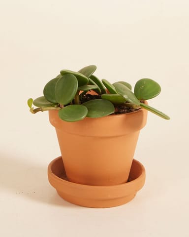 Baby Peperomia Zwergpfeffer Hope