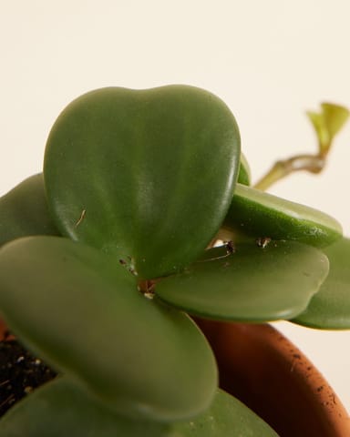 Baby Peperomia Zwergpfeffer Hope