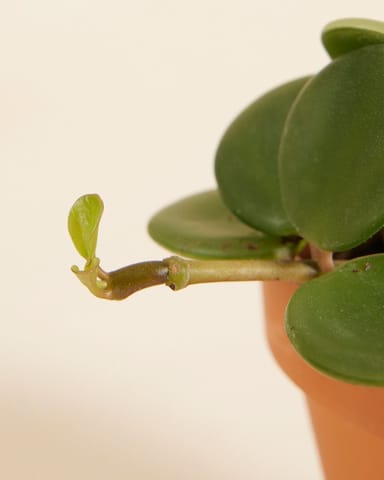 Baby Peperomia Zwergpfeffer Hope