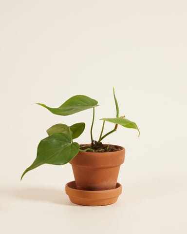 Baby Philodendron Baumfreund Scandens