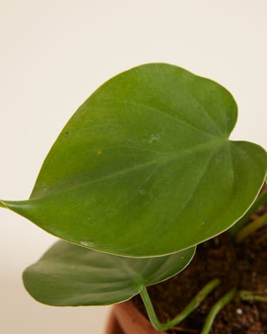 Baby Philodendron Baumfreund Scandens