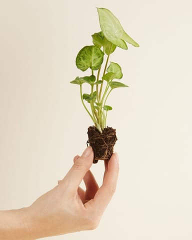 Baby Syngonium Arrowhead White Butterfly