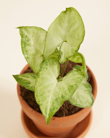 Baby Syngonium Arrowhead White Butterfly