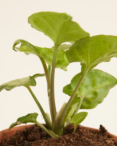 Baby Syngonium Arrowhead White Butterfly