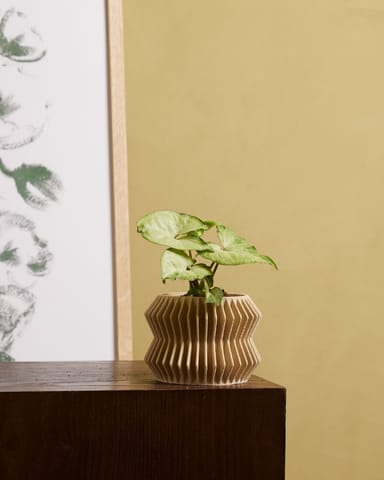Baby Syngonium Arrowhead White Butterfly