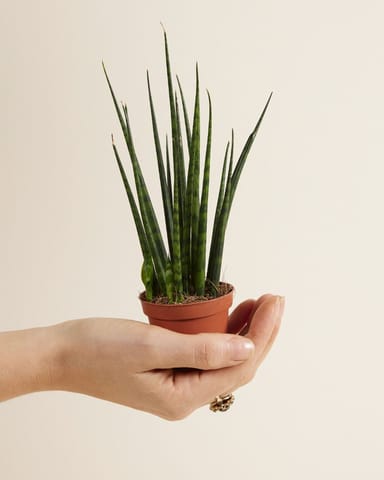Baby Sansevieria Snake plant Fernwood Mikado