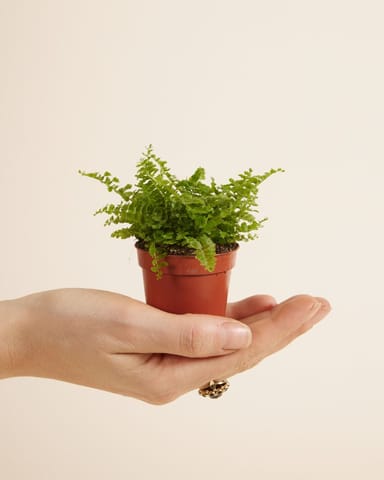 Baby Nephrolepis Schwertfarn Green Fantasy