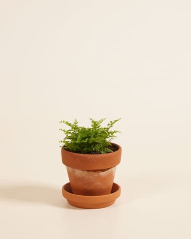Baby Nephrolepis Schwertfarn Green Fantasy