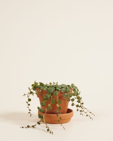 Baby Peperomia Zwergpfeffer Prostrata