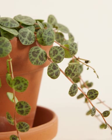 Baby Peperomia Zwergpfeffer Prostrata