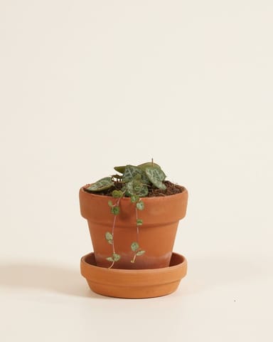 Baby Ceropegia Woodii Leuchterblume Woodii