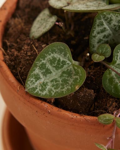 Baby Ceropegia Woodii Leuchterblume Woodii