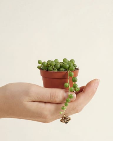 Baby Senecio String of pearls Rowleyanus