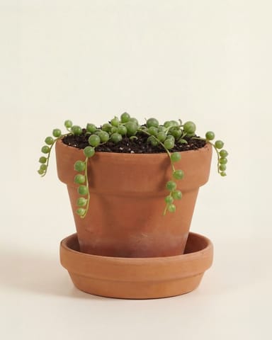 Baby Senecio String of pearls Rowleyanus