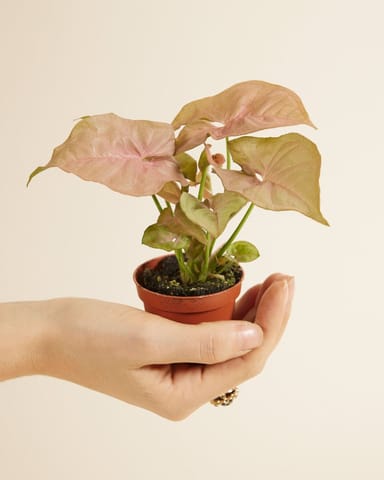 Baby Syngonium Arrowhead Neon