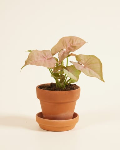Baby Syngonium Arrowhead Neon