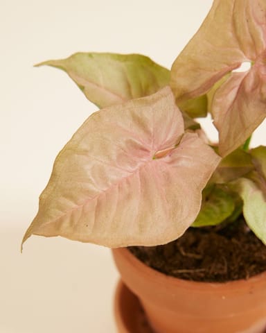 Baby Syngonium Arrowhead Neon